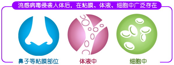 圖為流感病毒進(jìn)入人體后在人體不同部位廣泛存在