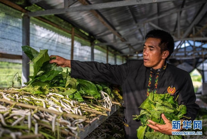 在云南省隴川縣隴把鎮(zhèn)曼崩村，董跑約在蠶棚里給“蠶寶寶”喂桑葉（8月21日攝）。 新華社記者 胡超 攝
