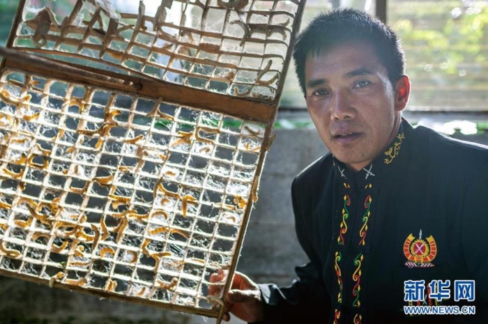 在云南省隴川縣隴把鎮(zhèn)曼崩村，董跑約展示在方格簇上準(zhǔn)備結(jié)繭的“蠶寶寶”（8月21日攝）。 新華社記者 胡超 攝