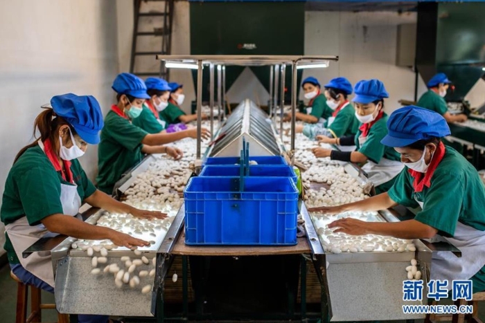 云南德宏正信實(shí)業(yè)股份有限公司的工人在分揀蠶繭（8月21日攝）。 新華社記者 胡超 攝