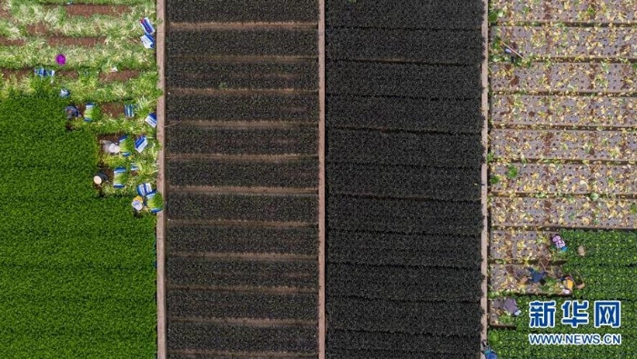 云南省玉溪市通海縣秀山街道農(nóng)民在田間勞作（3月3日攝，無(wú)人機(jī)照片）。新華社記者 胡超 攝