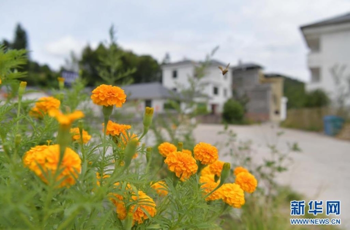 這是江西省尋烏縣文峰鄉(xiāng)上甲村一景（7月19日攝）。  新華社記者 彭昭之 攝