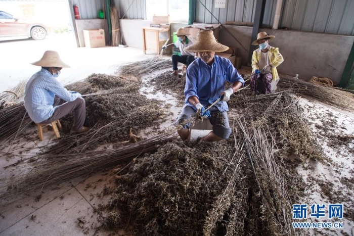 村民在湖北省蘄春縣一家公司整理艾葉（8月25日攝）。新華社記者 肖藝九 攝