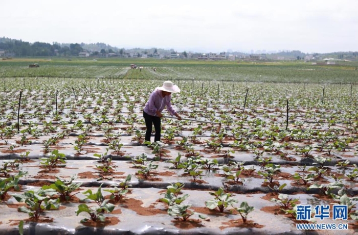 村民在貴州省威寧彝族回族苗族自治縣草海鎮(zhèn)中海社區(qū)蔬菜基地里忙碌（8月6日攝）。新華社記者 劉續(xù) 攝