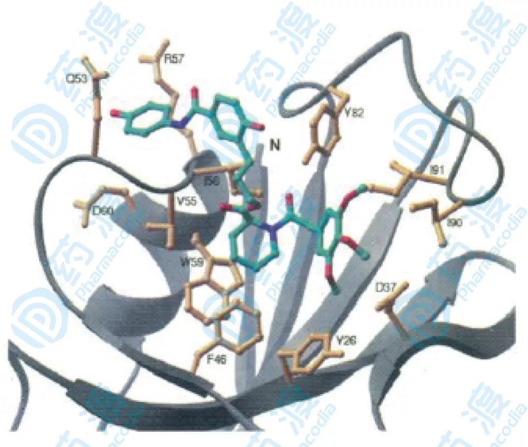 圖6.相互作用示意圖，黃色部分為結(jié)合蛋白和配體NOE效應(yīng)的部分