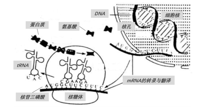 mRNA在人體中的作用機(jī)制