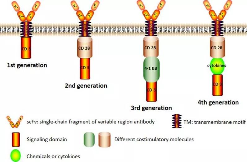 圖2：四代嵌合抗原受體(CAR)的結(jié)構(gòu)