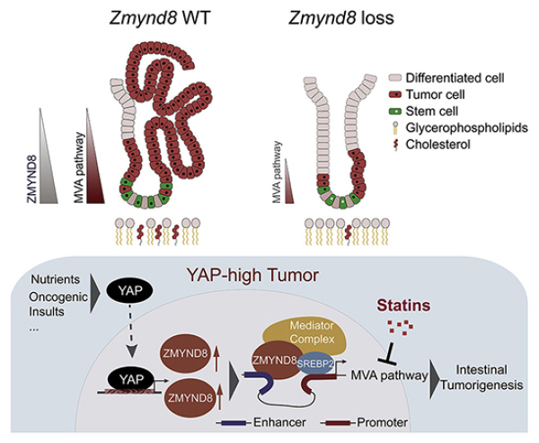 YAP-ZMYND8-MVA信號軸在腸道干細胞穩(wěn)態(tài)及惡性轉化中的作用機制