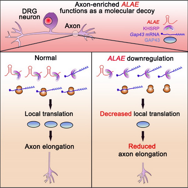 軸突富集lincRNA ALAE通過競爭KHSRP參與調(diào)控局部翻譯和軸突生長的分子機(jī)制