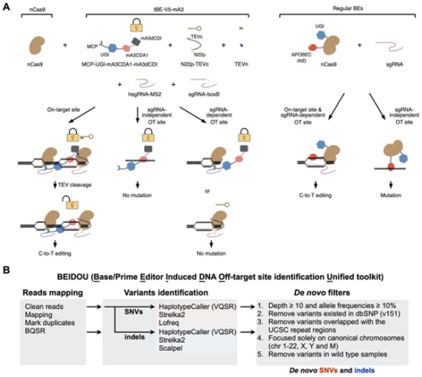 　?。ˋ）tBE作用的原理示意圖。以tBE-V5-mA3為例，其可在靶位點去除dCDI產生高效編輯效果，但在OTss和OTsg位點時由于dCDI的存在可以抑制非靶向突變。（B）BEIDOU計算分析流程評估堿基編輯的潛在全基因組水平脫靶