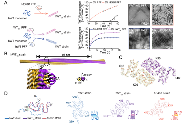 圖1.E46K纖維體外交叉接種WT α-syn蛋白，形成與E46K纖維類似的結(jié)構(gòu)