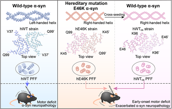 圖2.E46K家族遺傳性帕金森病病理機(jī)制假說示意圖