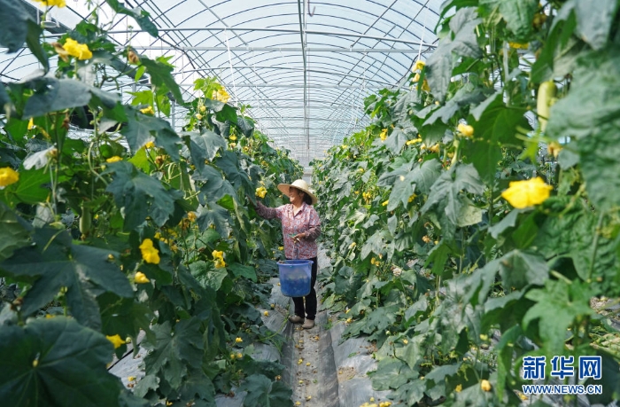 　　△村民在位于江西省于都縣梓山鎮(zhèn)潭頭村的果蔬種植基地工作（4月29日攝）。新華社記者 萬象 攝