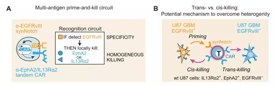 智能CAR-T細(xì)胞療法的設(shè)計和作用機理，通過與特異性抗原結(jié)合的synNotch系統(tǒng)調(diào)節(jié)識別周圍癌細(xì)胞的CAR的表達（圖片來源：參考資料[4]）