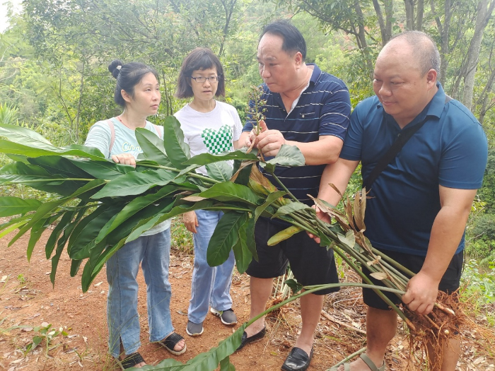 圖為調(diào)研組在高良姜種植基地查看藥材種質(zhì)資源。