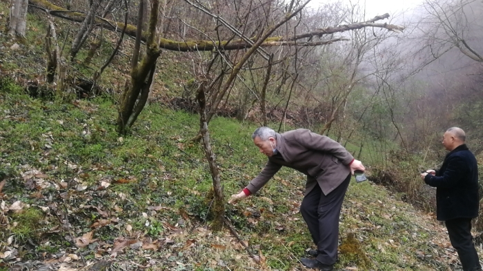 湖北省十堰市竹溪縣-湖北盤龍國瑞醫(yī)藥有限公司-夏賦文工作照 (2)